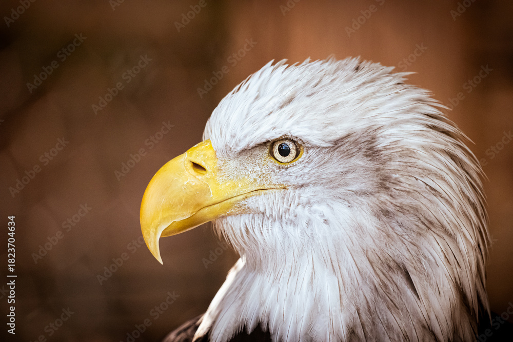 Obraz premium Close-Up of Bald Eagle Portrait Symbolizing Freedom and Independence