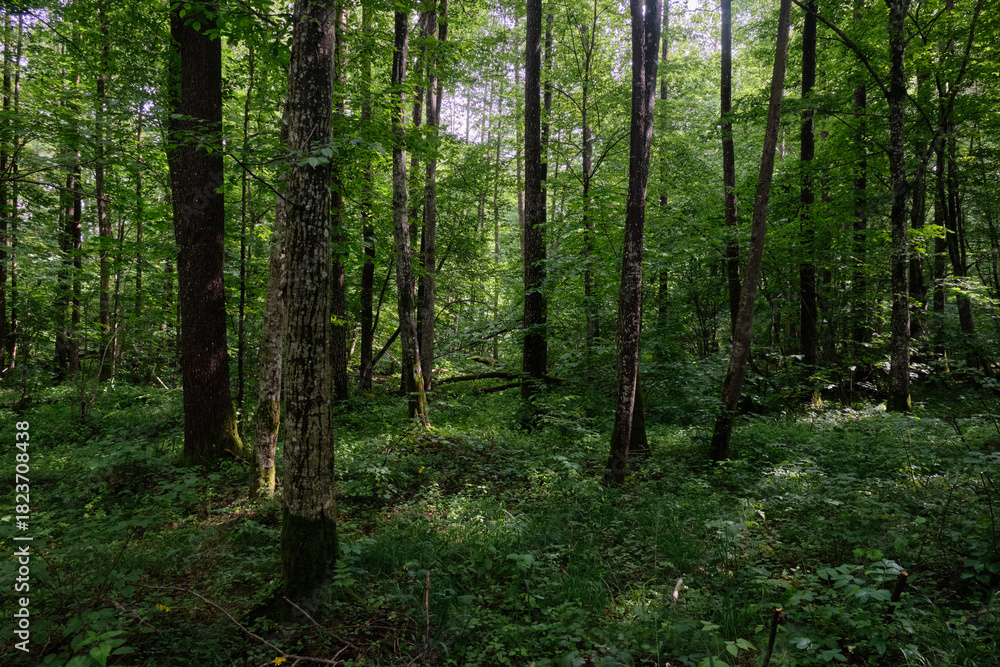 Obraz premium Springtime deciduous stand with old trees