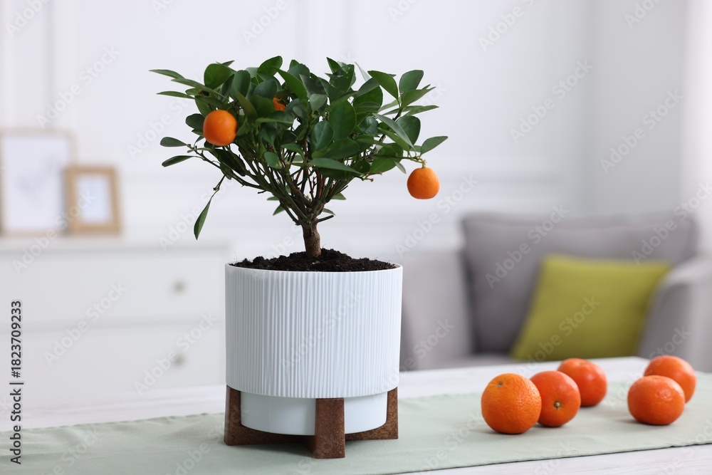 Fototapeta premium Potted tangerine tree and fresh fruits on white wooden table indoors