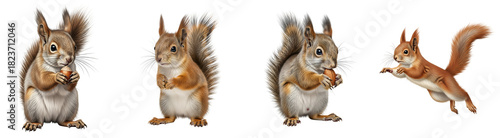 Four squirrels in various poses including holding a nut and jumping with a transparent area present on transparent background