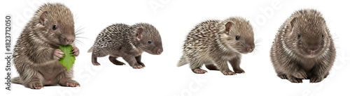 Four cute baby porcupines in different poses against a plain backdrop in a studio setting viewable on transparent background
