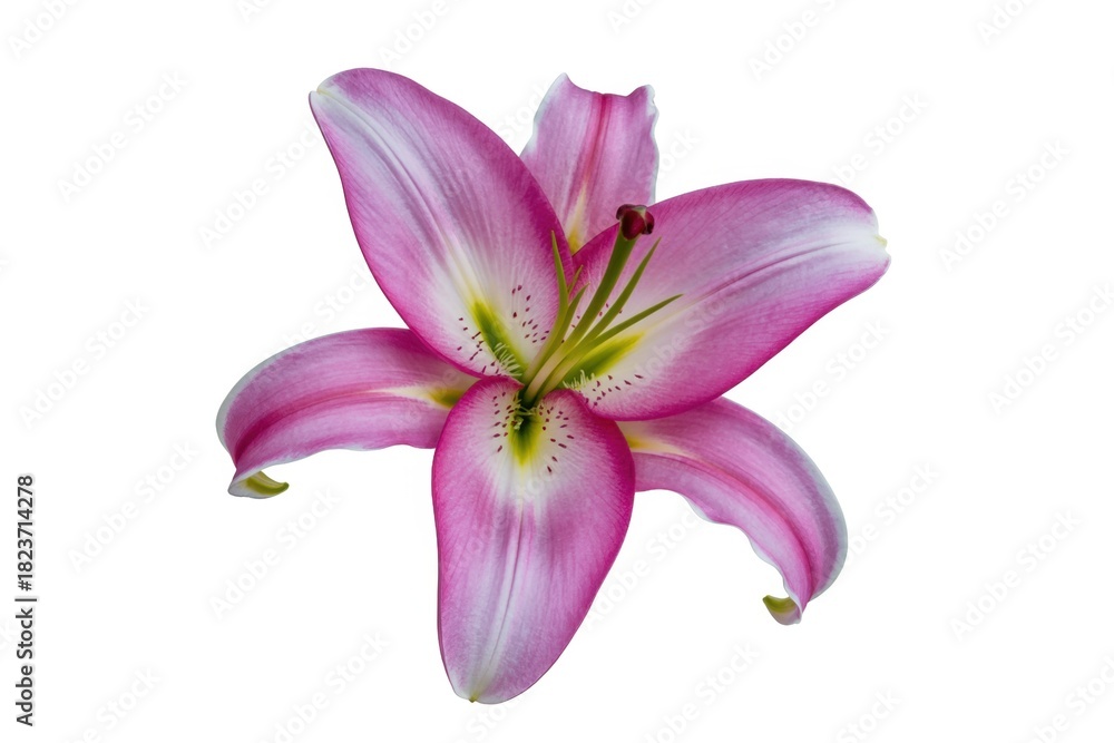 Fototapeta premium A single pink lily flower with visible stamen and pistil on a clean white background in close up view