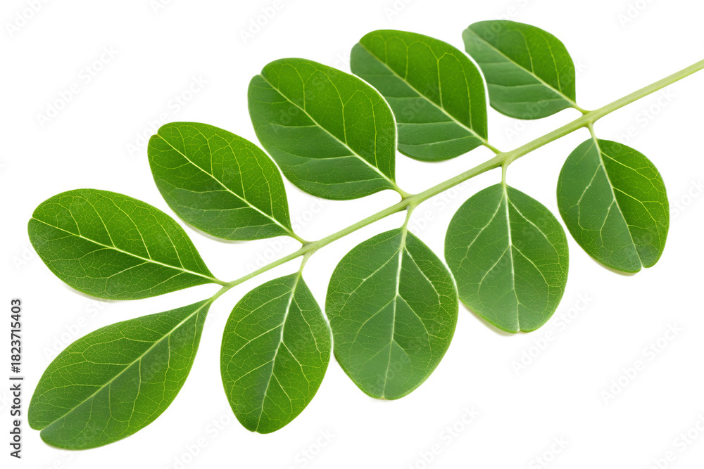 Obraz premium Moringa Leaves Isolated on Transparent Background