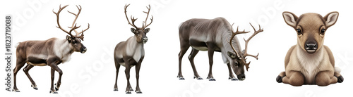 Wallpaper Mural Four reindeer, including a fawn, are featured in a horizontal composition against a plain backdrop on transparent background Torontodigital.ca