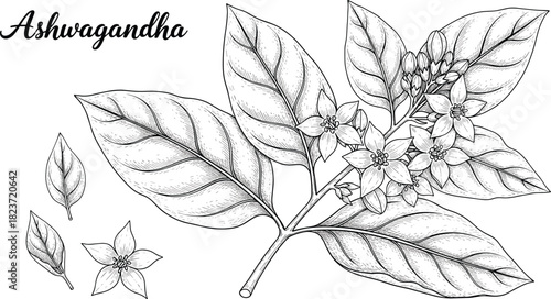 Ashwagandha plant branch with leaves and flowers in black and white line art vector