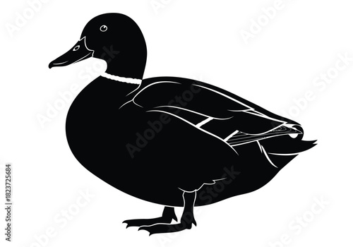 Black silhouette of a mallard duck white