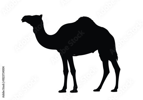 Silhouette of a dromedary camel