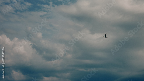 birds in the sky