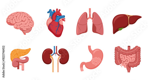 Human Organs Collection Brain, Heart, Lungs, Liver and More Anatomy