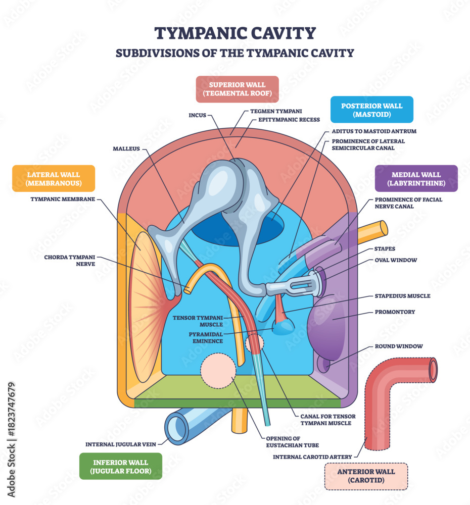 Naklejka premium Tympanic cavity diagram showing middle ear anatomy with ossicles-malleus, incus, stapes-summarizing wall subdivisions and sound conduction. Outline diagram