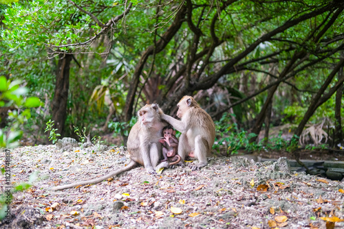 Fotografie Monkey family rests on the forest floor as an adult grooms another, while a tiny infant clings closely in Baluran National Park’s lush, shaded habitat