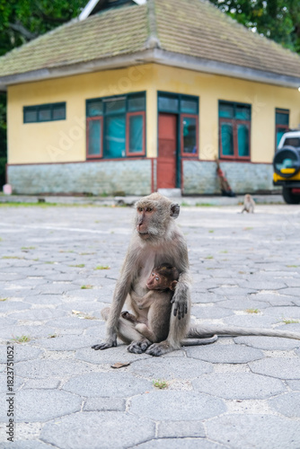 Sticker Mother monkey gently cradling her young on a paved courtyard, showcasing natural behavior, tenderness, and close maternal bonding in a calm wildlife environment