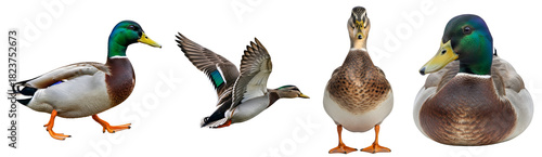 Four mallard ducks in various poses including walking flying and standing isolated on a plain setting on transparent background
