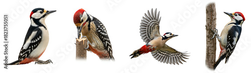 A compilation of great spotted woodpeckers in various poses and activities on a plain presentation on transparent background