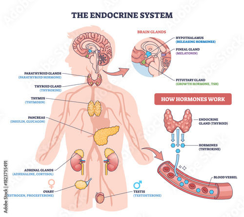 Endocrine system brief diagram maps hormone flow across key glands pituitary, thyroid, and pancreas showing secretion into blood vessels for body regulation. Outline diagram