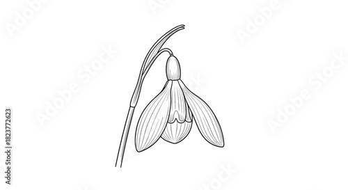 Detailed botanical illustration of a single snowdrop flower with a gently curving stem, showcasing delicate petal structure and subtle shading.