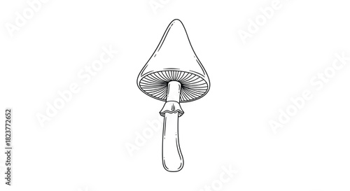 Detailed sketch illustration of a single mushroom with visible gills and a slender stem, presented in a minimalist black and white style.
