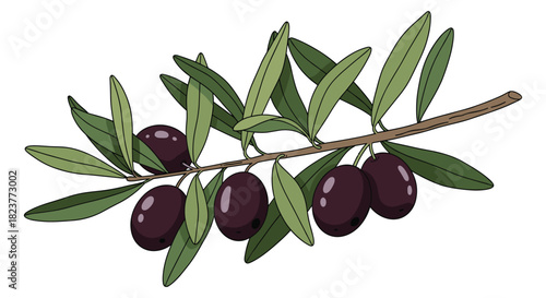 A detailed illustration of a branch with dark, ripe olives and vibrant green leaves, showcasing the natural beauty of the olive tree and its fruit.