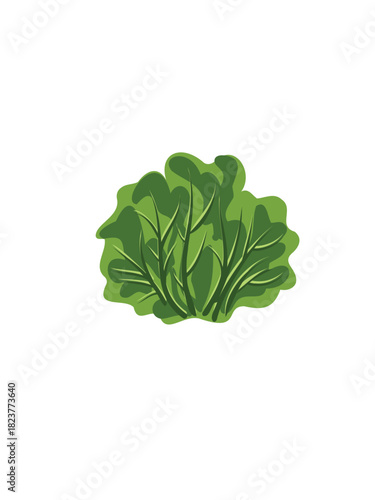 fresh green lettuce leaves on white