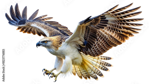 Philippine eagle in majestic flight, wings spread wide