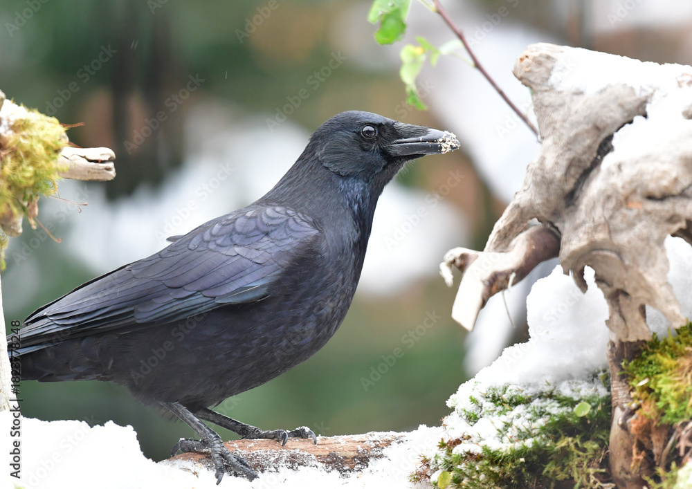 Obraz premium Krähe auf Wurzel