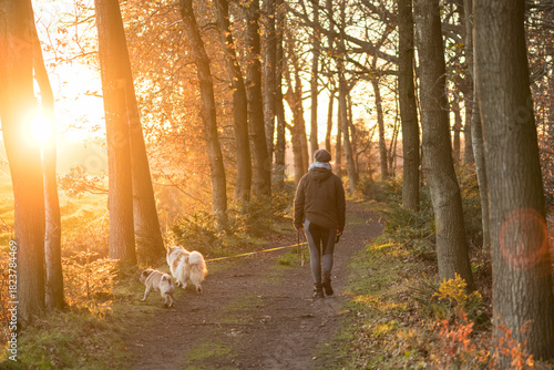 Herbst Spaziergang mit Hunden im Wald