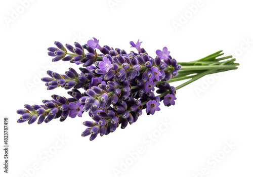 Freshly cut lavender bouquet, a fragrant touch of nature, perfect for spa products, aromatherapy, or calming herbal tea blends creating serene wellness themes