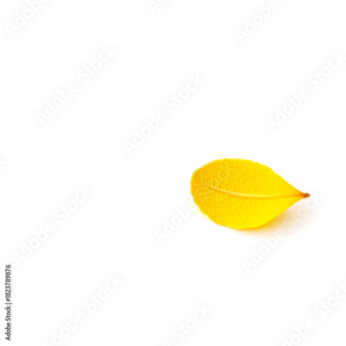 A single, delicate, bright yellow leaf with intricate veins and a slightly curled edge is placed on a pristine white background