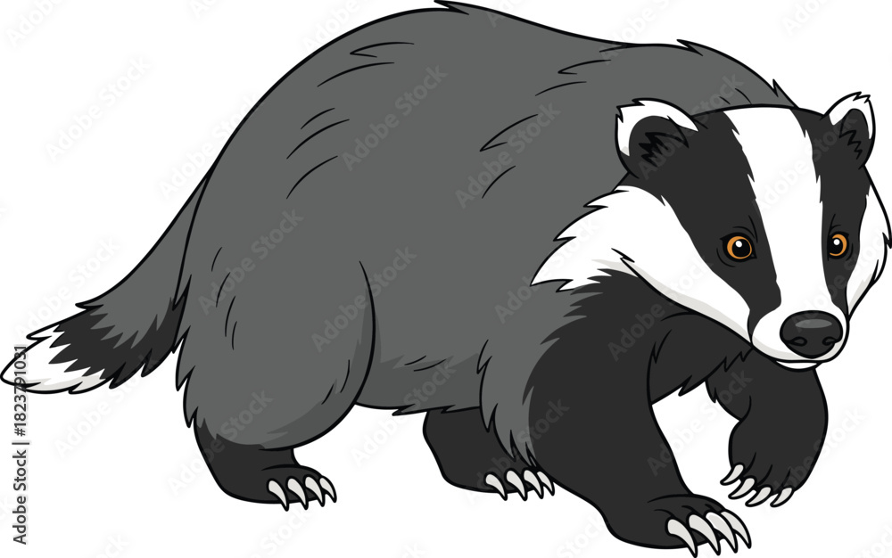 Obraz premium European Badger Cartoon, Black and White Stripes, Wildlife, Animal, Mammal, Forest, Nature, Isolated, Cute, Mascot, Fauna, Vector, Illustration, Digging, Nocturnal, Carnivore, Funny, Creature.