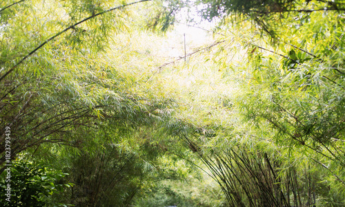 Bamboo trees curve towards each other.