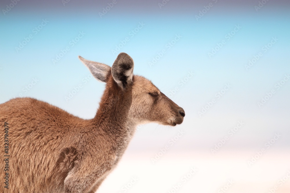 Fototapeta premium kangaroo on the beach