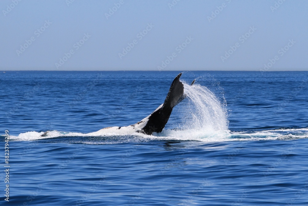 Fototapeta premium Whale playing in the ocean