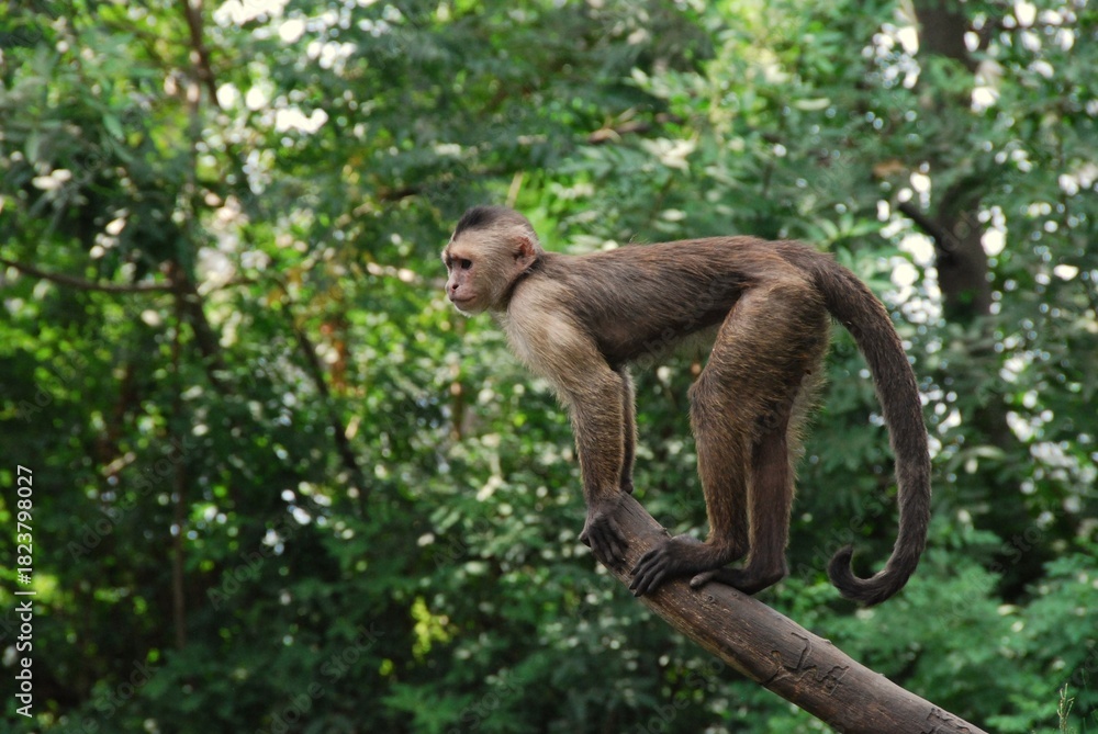 Fototapeta premium Capuchin monkey balancing on a slanted tree branch in lush forest, showcasing agility, alertness, and natural arboreal behavior. 
