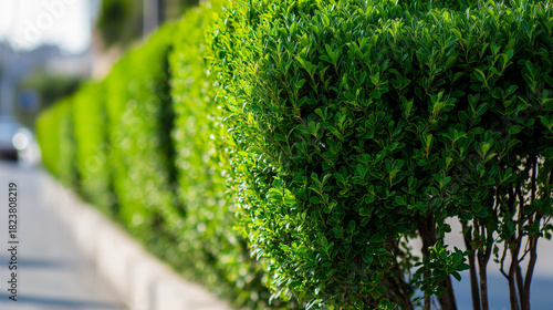 privet. Carefully trimmed privet hedges in neat rows forming green walls, soft focus background. gardening catalogs, home-decor guides, designed for home decor and floral branding.
