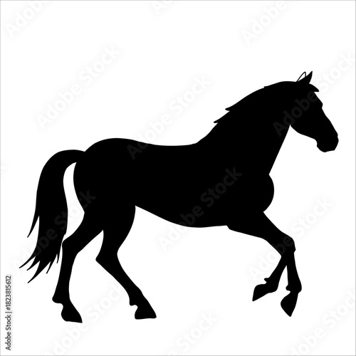 Vector silhouette of horse isolate on white backround.