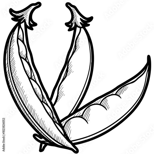 Ink drawing of pea pods showing seeds in detailed black and white