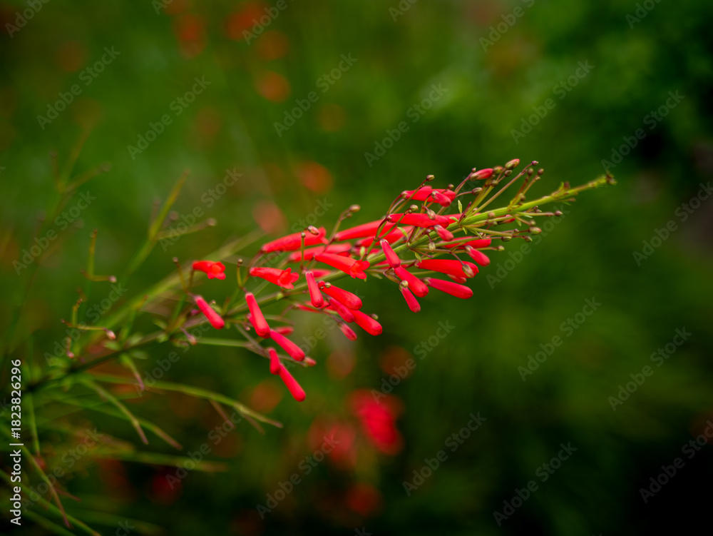 Fototapeta premium Red Russelia Equisetiformis Firecracker Plant Tubular Flowers Blooming on Green Background Bokeh