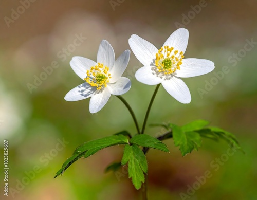 Close-up of two small white flowers with yellow centers