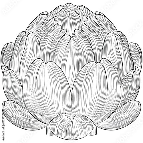 Artichoke illustration detailed black and white vector graphic isolated