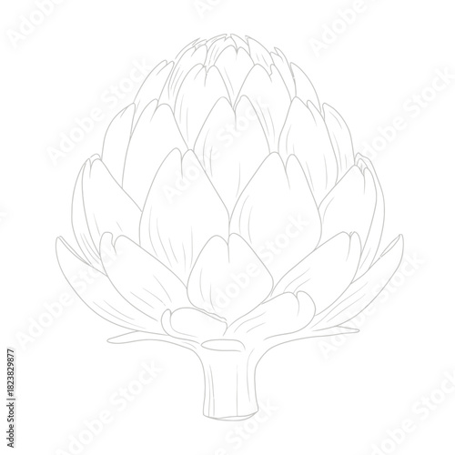 Artichoke illustration detailed line art for culinary design and educational use
