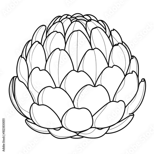 Artichoke illustration detailed black and white vector image of a vegetable