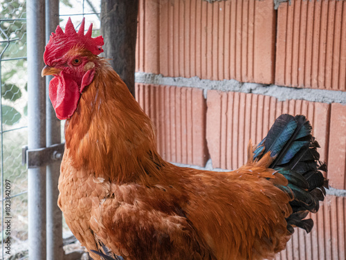 Medium shot of a rooster (Gallus gallus domesticus) with its beautiful orange plumage raised indoors for fattening