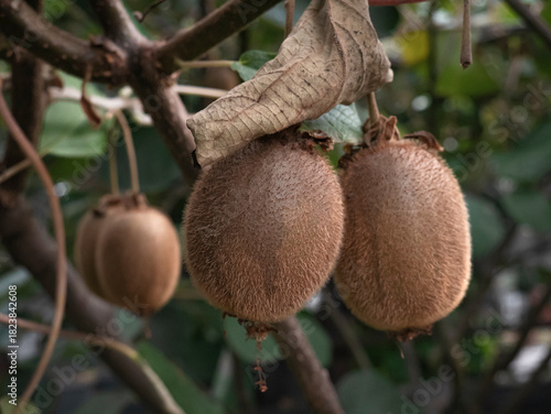 Macro view of two kiwi fruits covered in fine hairs and turning dark brown, almost ready to be picked, as they ripen while hanging from the climbing plant Actinidia deliciosa