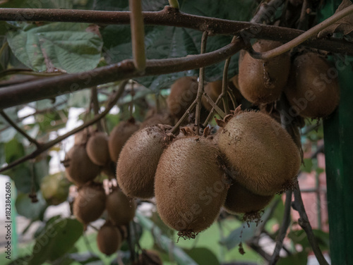 Numerous kiwi fruits covered in fine hairs and turning dark brown, almost ready to be picked, ripen together while hanging from the climbing plant Actinidia deliciosa