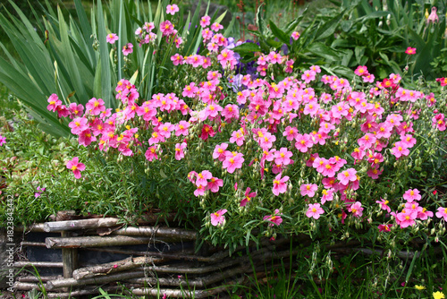 Beginning of summer.In a decorative garden the helianthemum bush blossoms in pink flowers with yellow stamens.