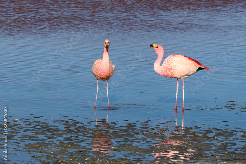 James's flamingos in the colorful lagoon, Bolivia