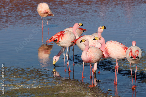 James's flamingos in the colorful lagoon, Bolivia