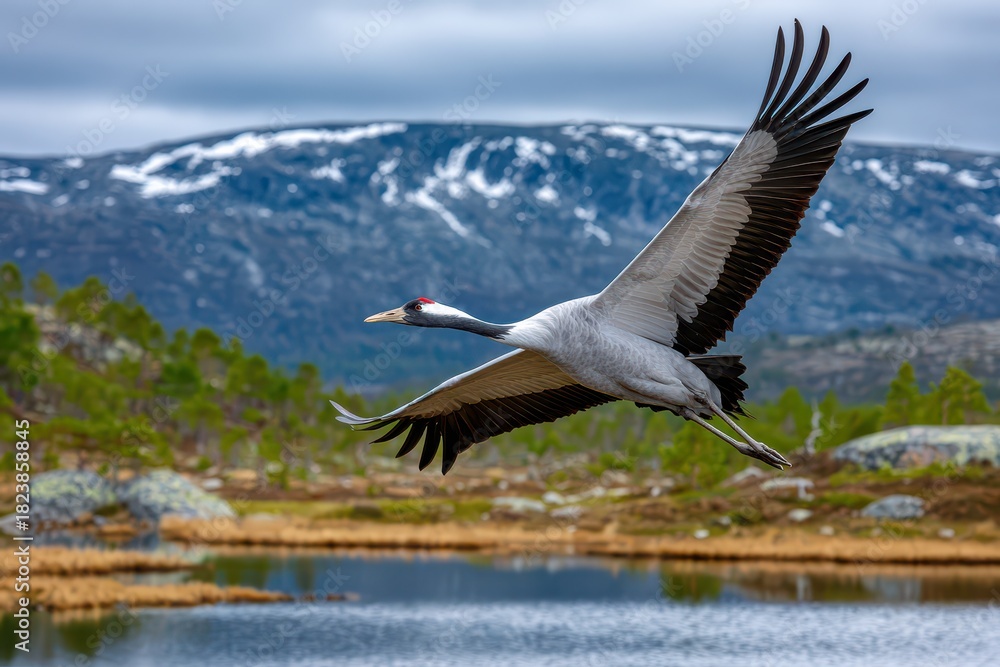 Naklejka premium A majestic common crane in graceful flight above a tranquil mountain lake.