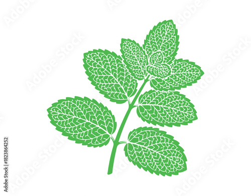 Mint green figure, collection of heavily veined leaves, fragrant herb for cooking and beverages vector graphic