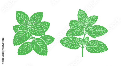 Mint green outline, cluster of thickly veined leaves, aromatic herb for culinary dishes and beverages vector art